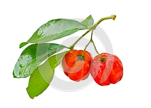 Acerola fruit photo