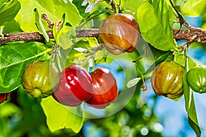 Acerola fruit, rich source of vitamin c - Detail of acerola fruit in acerola tree