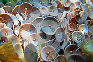 Acetabularia mediterranea - The Mediterranean sea algae photo