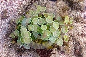 Acetabularia Sp. also known as Mermaid`s wineglass due to its shape. A Beautiful Marine species of Green Algae blooming underwater