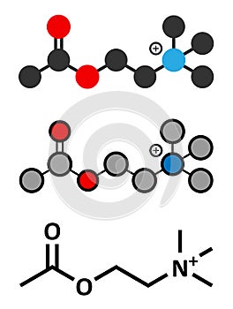 Acetylchloline (ACh) neurotransmitter molecule