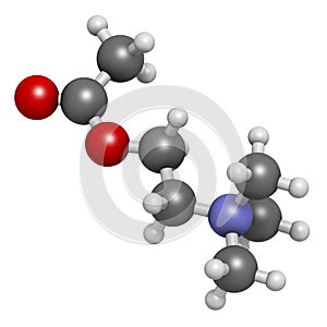 Acetylchloline (ACh) neurotransmitter molecule. Atoms are represented as spheres with conventional color coding: hydrogen (white photo