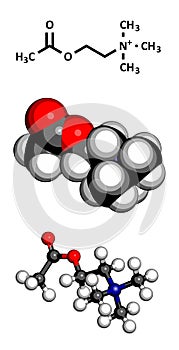 Acetylcholine (ACh) neurotransmitter, molecular model photo