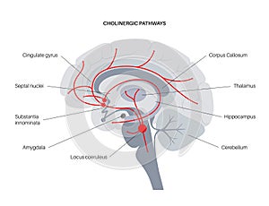 Acetylcholine cholinergic pathway photo