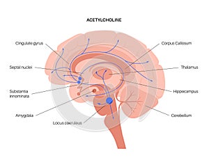 Acetylcholine cholinergic pathway photo