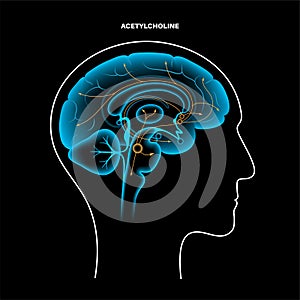 Acetylcholine cholinergic pathway photo