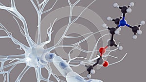 The Acetylcholine molecule with neuron or nerve cell.