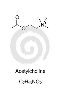 Acetylcholine molecule, skeletal formula