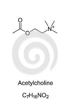 Acetylcholine molecule, skeletal formula photo