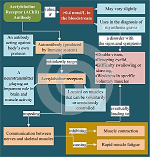 Acetylcholine receptor antibody is associated with the diagnosis of myasthenia gravis