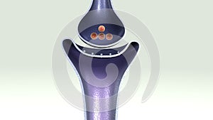 Acetylcholine release