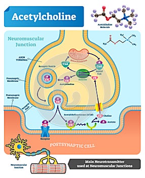 Acetylcholine vector illustration. Labeled scheme with neurotransmitter.
