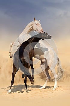 Achal-teke horse fight