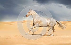 Achal-teke horse run gallop