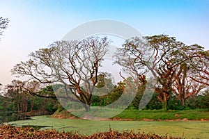 The Acharya Jagadish Chandra Bose Indian Botanic Garden of Shibpur, Howrah near Kolkata