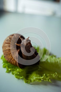 Achatina big snail sits on lettuce leaf