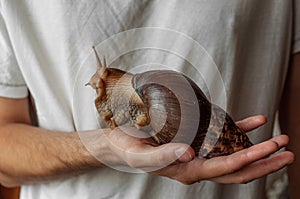 Achatina big snail sits on the owners hand.Healing mucus.