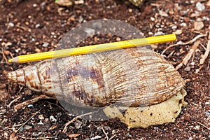 Achatina fulica - the giant African land snail