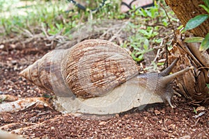 Achatina fulica - the giant African land snail creeping on soil.