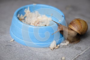 Achatina fulica or giant African snail is large land snail.