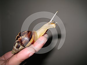 Achatina Fulica. Gigant African snail 2 photo