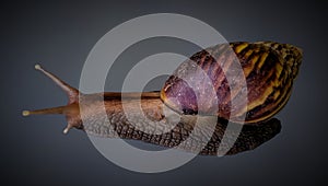 Achatina fulica image