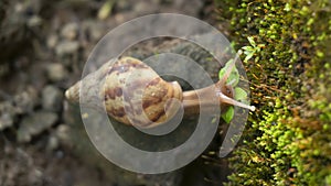 Achatina fulica, land snails belonging to the Achatinidae tribe.