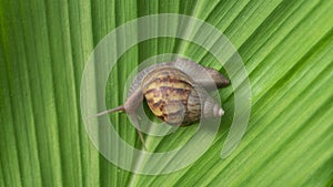 Achatina fulica, land snails belonging to the Achatinidae tribe.