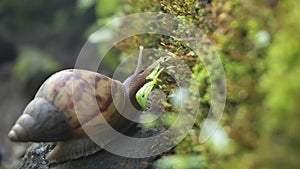 Achatina fulica, land snails belonging to the Achatinidae tribe