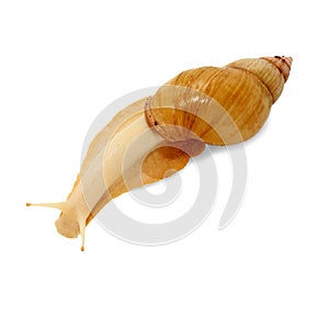 Achatina fulica snail