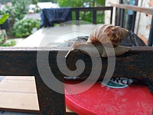 Achatina fulica snail soft bodied snail shell