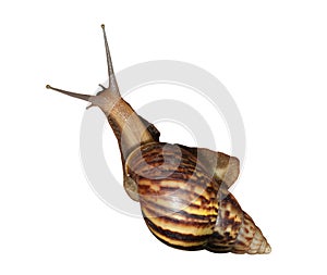 Achatina fulica (Tropical land snail) isolated on white