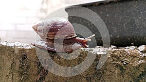 Achatina immaculata, Atachila Fulica, Snail crawls slowly up a muddy wall