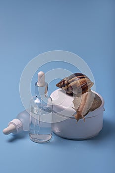 Achatina snail crawling on a jar of face cream in the blue background. Space for text
