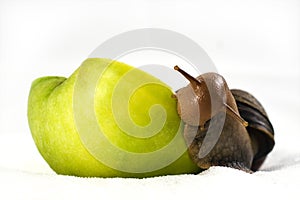 Achatina snail eats an apple