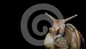 The Achatina snail emerged from its shell, isolated in close-up against a black background a