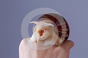 Achatina snail in a hand