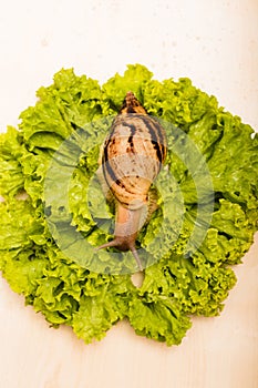 Achatina snail sits on a fresh green lettuce leaf. Top view