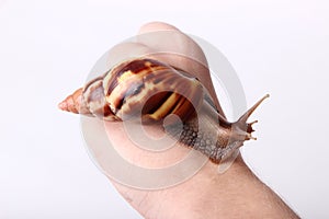 Achatina snail on white background