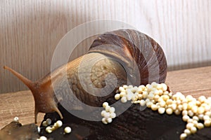 Large African Achatina snails