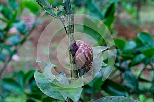 Achatinidae, tropical land snails, terrestrial pulmonate gastropod mollusks from Africa is crawling on tree branches in the garden