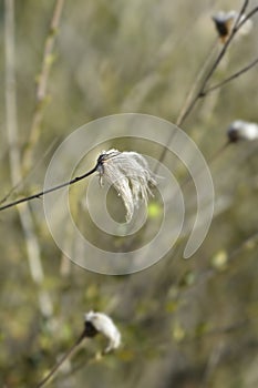 Ache plume