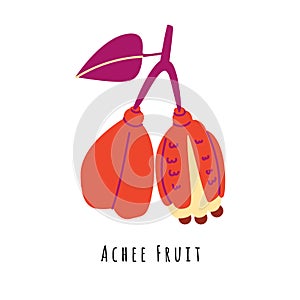 Achee fruit flat vector illustration