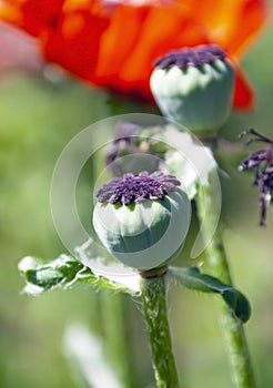 Achene with seeds of maturing poppy photo
