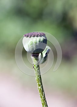 Achene with seeds of the maturing poppy plant photo