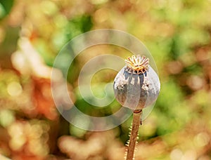 Achene with seeds of the maturing poppy plant. The stem and the box with the seeds of medicinal red poppy photo