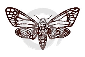 Acherontia atropos Sphingidae Insect The biological illustration Wildlife Entomology Hand drawn. photo