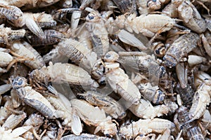 Acheta domesticus. Frozen feed house cricket.