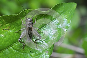 Acheta domesticus on the green leaf