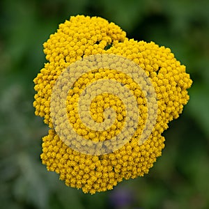 Achillea ageratum, a flowering plant in the sunflower family